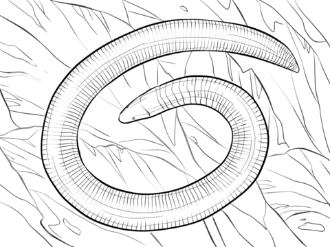 Kerala Caecilian Coloring Page